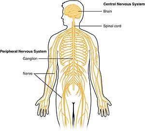 1201_Overview_of_Nervous_System