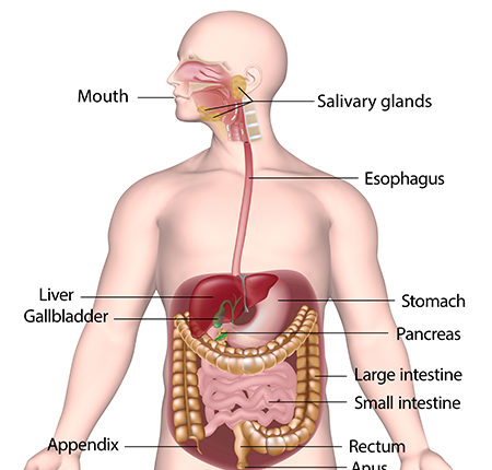 The_Digestive_System_450x531
