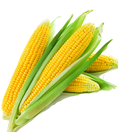 corn-news1